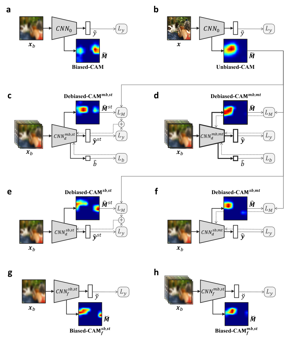 
Architectures of model variants.
a) The biased image is fed into a CNN classifier trained on unbiased images to predict the label and generate the biased-CAM.
b) The unbiased image is fed into a CNN classifier trained on unbiased images to predict the label and generate the unbiased-CAM. The unbiased-CAM can be further used to train various debiased CNNs.
c) biased images (from multiple bias levels) are fed into a CNN classifier to train the DebiasedCNN (multi-bias, single-task).
d) biased images (from multiple bias levels) are fed into a CNN classifier to train the DebiasedCNN (multi-bias, multi-task).
e) biased images (from a single bias level) are fed into a CNN classifier to train the DebiasedCNN (multi-bias, single-task).
f) biased images (from a single bias level) are fed into a CNN classifier to train the DebiasedCNN (multi-bias, multi-task).
g) biased images (from a single bias level) are fed into a CNN classifier to train the BiasedCNN (single-bias, single-task).
h) biased images (from multiple bias levels) are fed into a CNN classifier to train the BiasedCNN (multi-bias, single-task).
